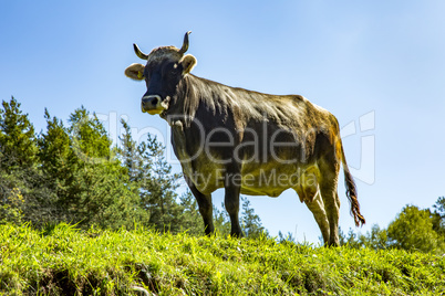 Cow on the alpine meadow