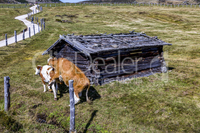 Cows on the pasture