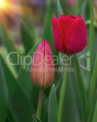 unblown bud of red tulip in the garden
