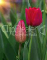 unblown bud of red tulip in the garden
