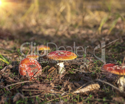 forest meadow with mushrooms