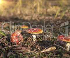 forest meadow with mushrooms