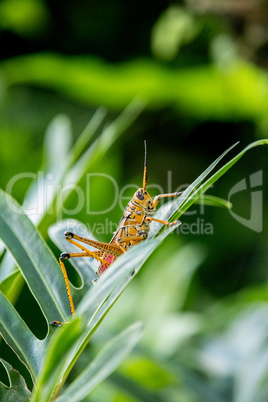 Orange. yellow and red Eastern lubber grasshopper Romalea microp