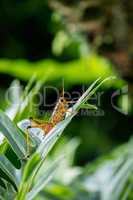 Orange. yellow and red Eastern lubber grasshopper Romalea microp