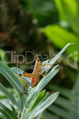 Orange. yellow and red Eastern lubber grasshopper Romalea microp