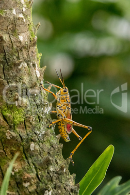 Orange. yellow and red Eastern lubber grasshopper Romalea microp