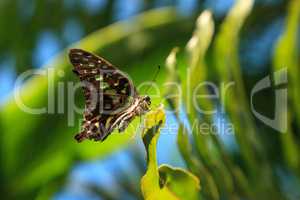 Tailed Jay Butterfly Graphium agamemnon