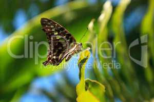 Tailed Jay Butterfly Graphium agamemnon