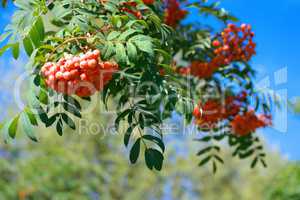 ashberry at dry sunny summer day