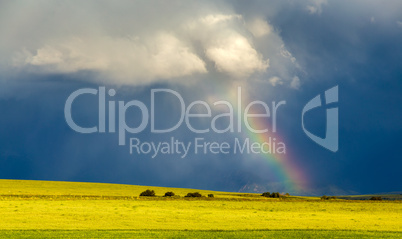 Rainbow shines from clouds on a dark background in a wheat field