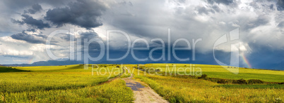 Panorama of the field road among wheat fields in cloudy weather