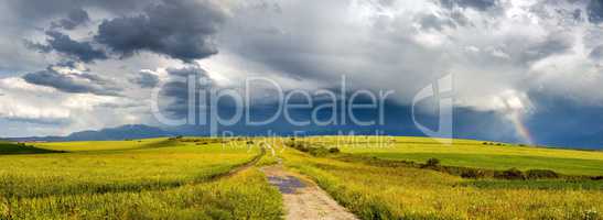 Panorama of the field road among wheat fields in cloudy weather