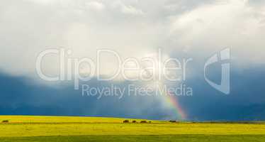 Rainbow shines from clouds on a dark background in a wheat field