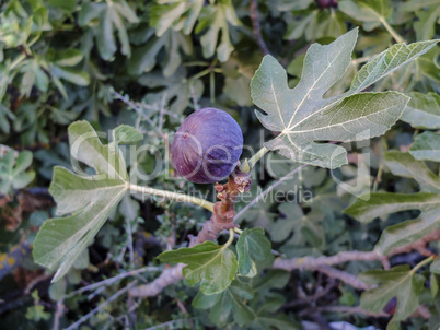 Fig fruit