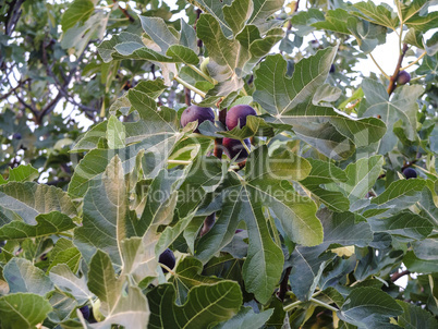 Fig Tree