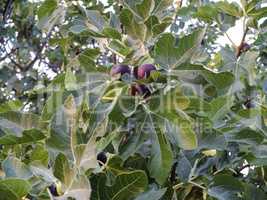 Fig Tree