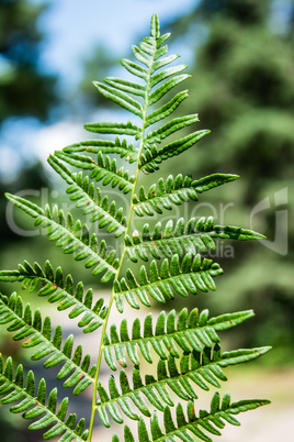 Fern sheet in the forest