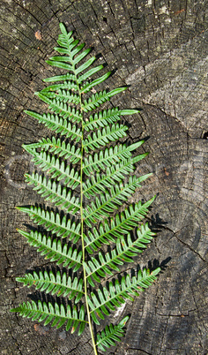 Fern leaf against the stump of an old tree