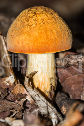 Mushroom with a beautiful dark yellow hat