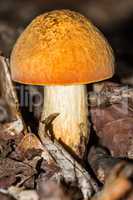 Mushroom with a beautiful dark yellow hat