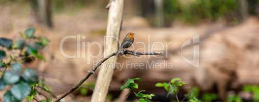 Robin Bird Sitting on a Tree Branch