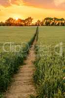 Sunset Over Path Through Wheat, Corn or Barley Field