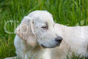 portrait of a white retriever pup