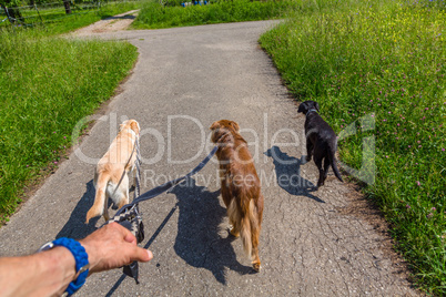leading som dogs on a leash