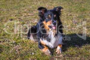 border collie lies in the field