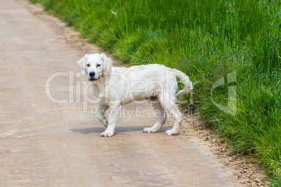 cute golden retriever puppy