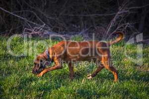 bloodhound at the evening on a hunt