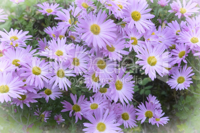 Beautiful lilac chrysanthemums blooming in the garden