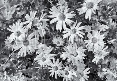 Beautiful lilac chrysanthemums blooming in the garden. Black-and-white image.