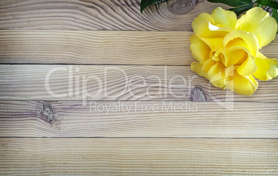 Luxury yellow rose on light wooden background