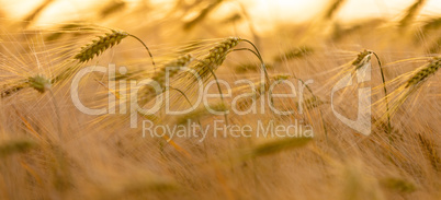 Close Up Barley or Wheat Field at Golden Sunset or Sunrise