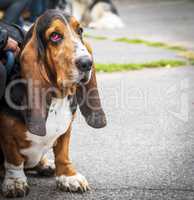 brown Basset Hound sits on the asphalt