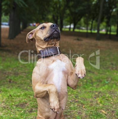 brown American pit bull terrier stands on its hind legs