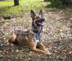 Belgian Shepherd Malinois lies on the green grass