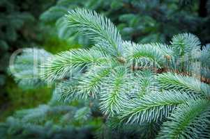 fragment of a green twig of pine needles