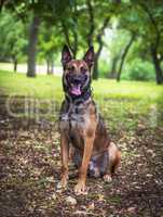 Belgian Shepherd Malinois with open mouth sitting on the green g