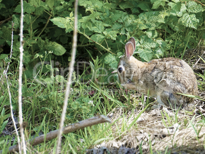 a cottontail rabbit near the wood