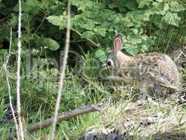a cottontail rabbit near the wood