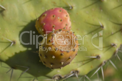 Prickly pear Fruits