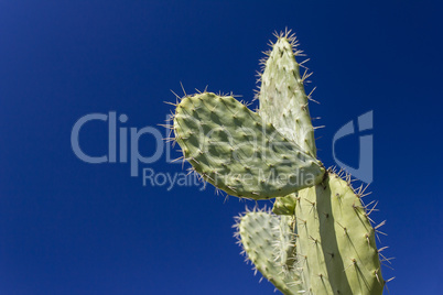 Prickly pear cactus