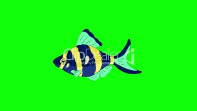 Blue-yellow Aquarium Fish Chroma Key looped