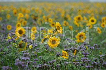 Feld mit Sonnenblumen