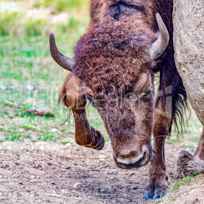 Bison in natural environment