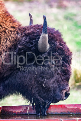 Bison in natural environment