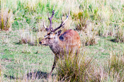 Deer sweeps the antlers