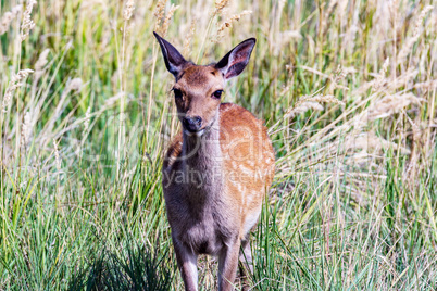 Deer cow in the tall grass